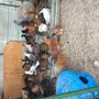 دجاج بشاير