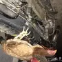 دجاجة باكستانية