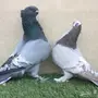 للبيع جوز بلندنيت وفراشة