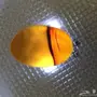  فصوص عقيق يمني 