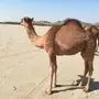 قعدان سمان