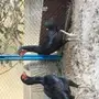 دجاج تايلندي ومكس تايلندي باكستاني 