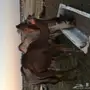 قعود ساحلي طيب