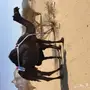 خلفه مجهم 