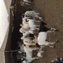 معزا مصريات مولده 