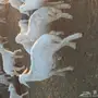 طليان
