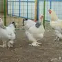 براهما 