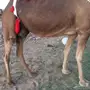 ناقه خلفه