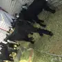 تيوس ذبايح