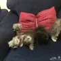 قطط شيرازي