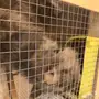 قط شيرازي للتبني 