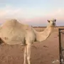 الخلفة البرية المنيحة المسوح