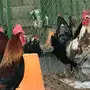 للبيع .. ديوك بلدي