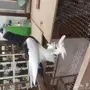 طبة نفاخ مسوبع