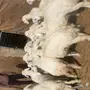 ذبايح طيبه للبيع 
