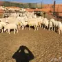 رخال ذبايح حد 430
