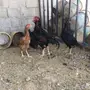 دجاج باكستاني