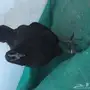 دجاجتين اندنوسي خوارج فاخررر