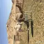 بكرتين مفاريد