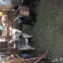 معزا حليب وافر العدد 6 يتبعها 6
