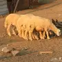 طليان ورخال 