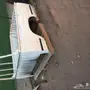 للبيع حوض ددسن 90غماره