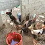 دجاج انتاج منوه المربي 