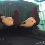 حمام دجي منتج 