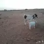 عنز برقا بيضاء والد معها جفرة بيضاء طيبه معزا