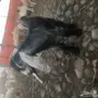 للبيع تيس عارضي مشروع فحل
