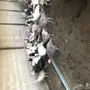 طقم رومي ديك و اربع دجاج