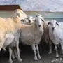 مراح كامل للبيع 