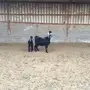 عنز تحتها جفره
