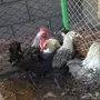 دجاج فيومي للبيع 