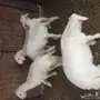 للبيع تيوس وطليان ورخال 