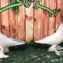 هلمت أوروبي نوااادر مستوى Top