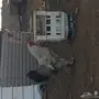 جوز براهما للبيع 