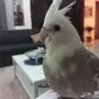 فرخ كروان هولندي هدد
