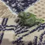 ببغاء كويكر للبيع