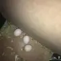 طيور بادجي هولندي