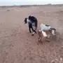عنز والد معها تيس وجفرة ماعز معزا غنم 