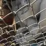بهم حري نضيف على الشرط