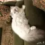 قطة هيمالايا للبيع