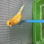للبيع ذكرين كناري تغريد حريقه