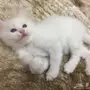 قطط للبيع