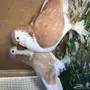 لعشاق لاهوريات 