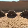 سمر طيب 