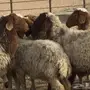 نعيم للبيع العدد 7 رووس
