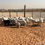 غنم حريات 