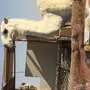 قعود حق مزيون 